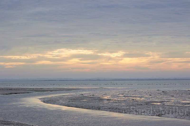 _MG_9288 - Estuary light