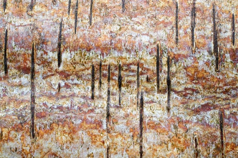  - Bark art
