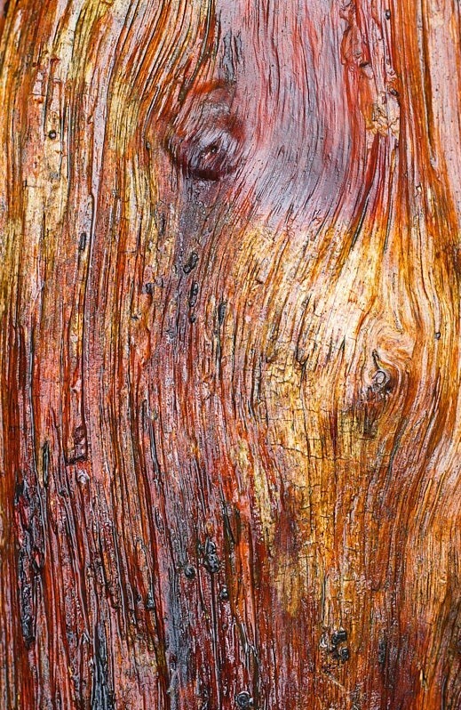  - Bark art