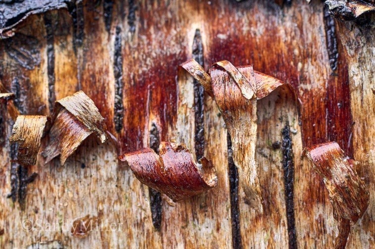  - Bark art