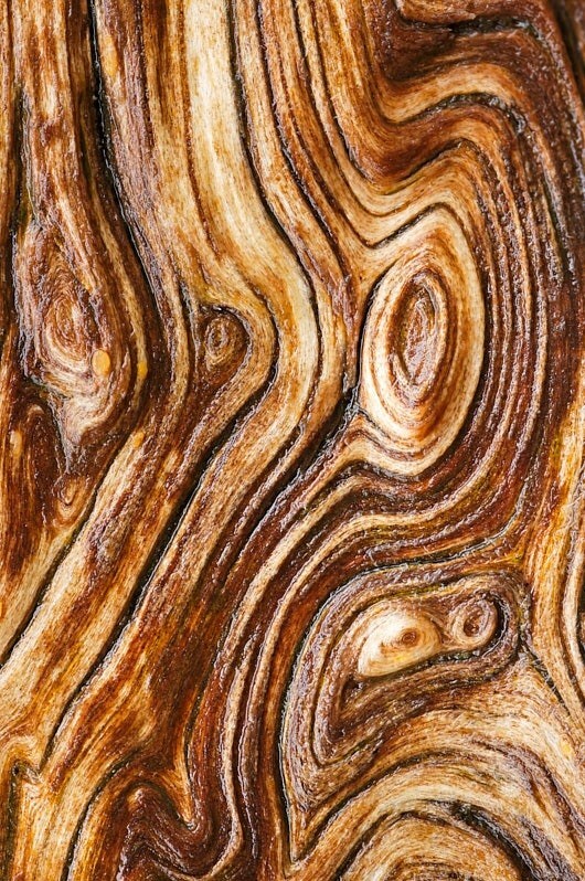  - Bark art