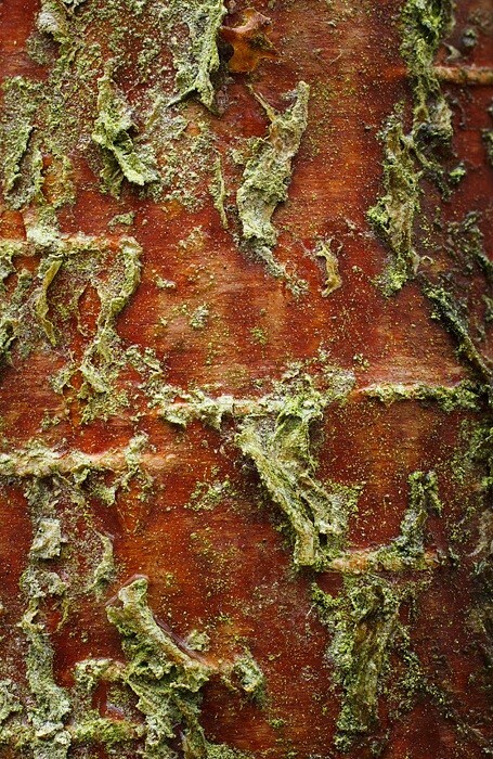  - Bark art