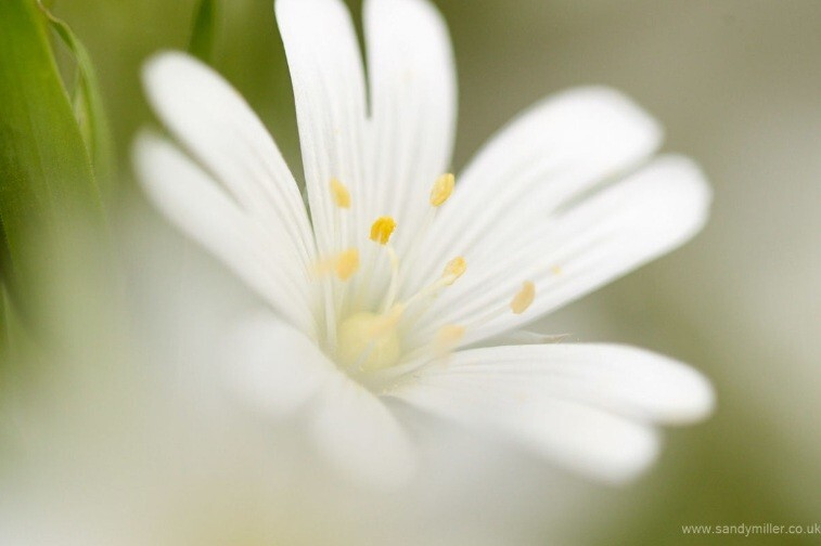  - Flowers & River-life