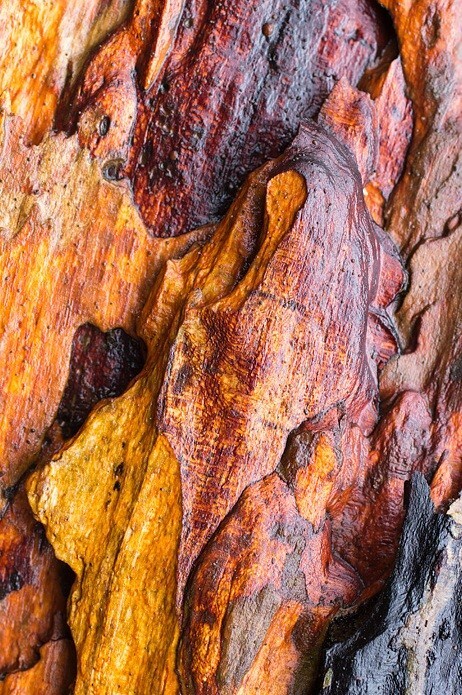  - Bark art