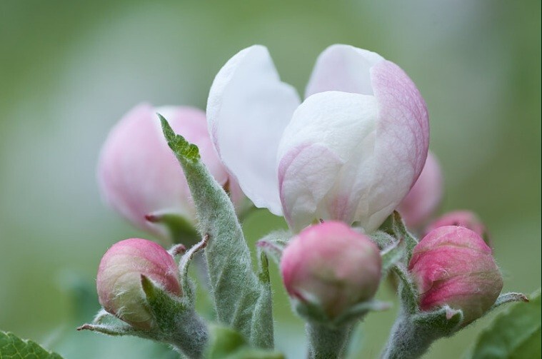  - Flowers & River-life