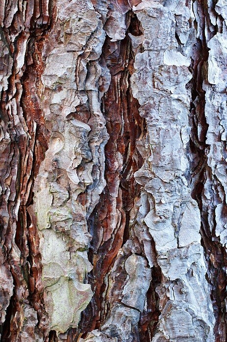  - Bark art