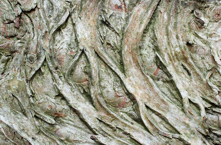  - Bark art