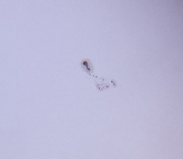  - Sun (NEVER look directly at the sun without a proper solar filter)
