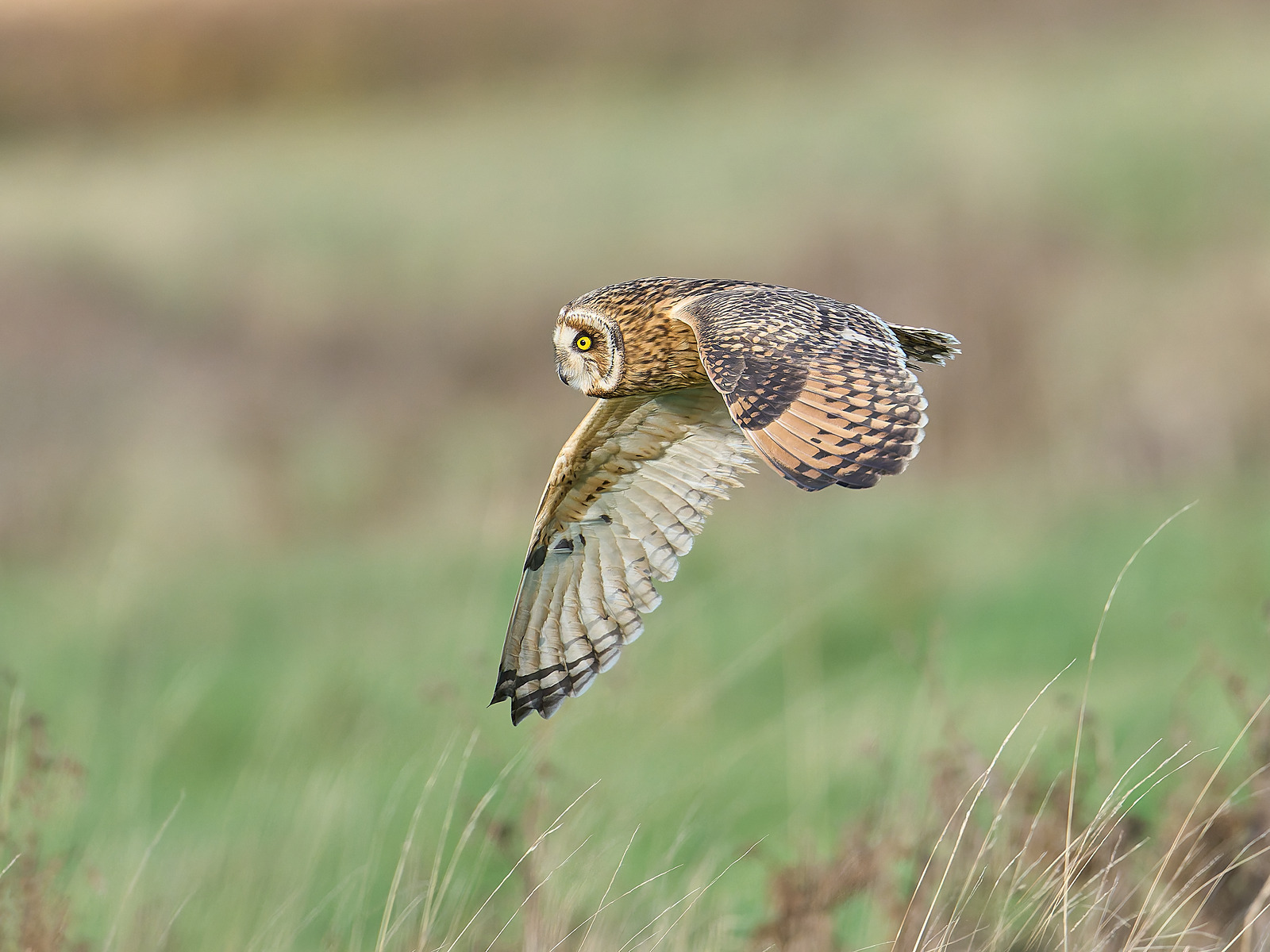  - Short-eared Owl