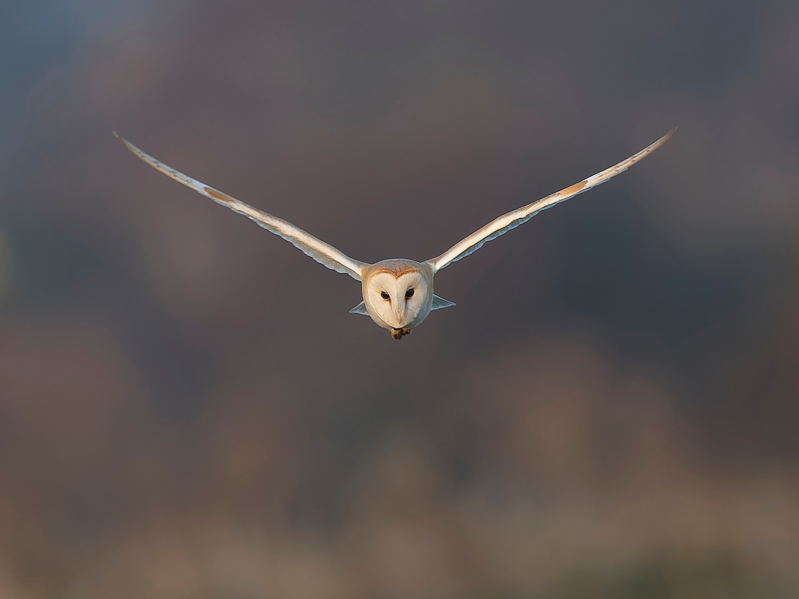  - Barn Owl