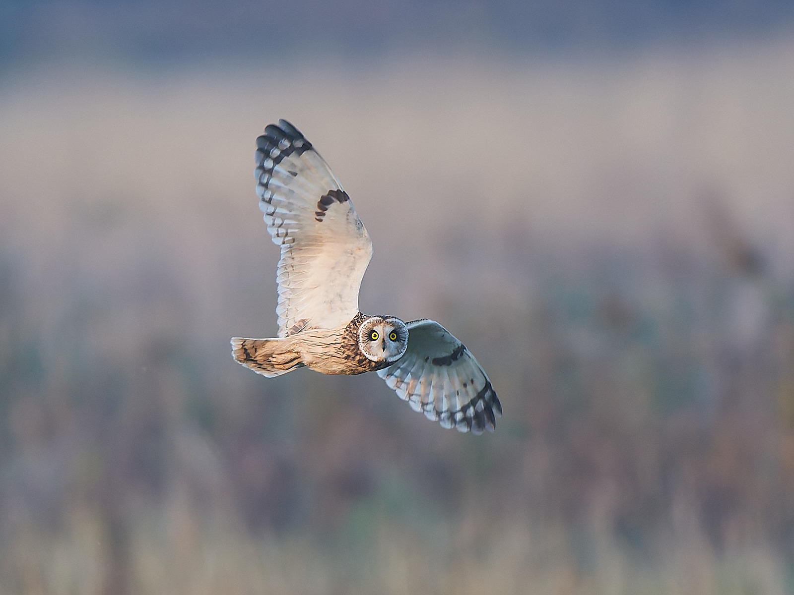  - Short-eared Owl