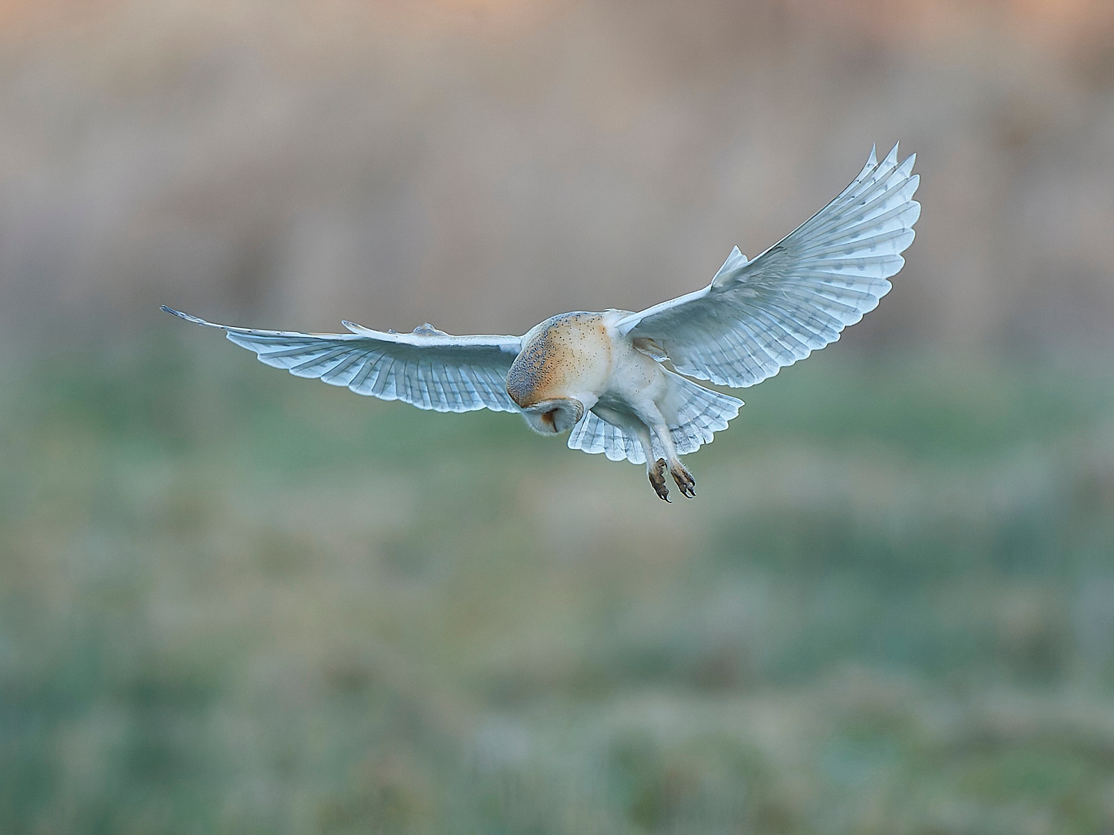 - Barn Owl