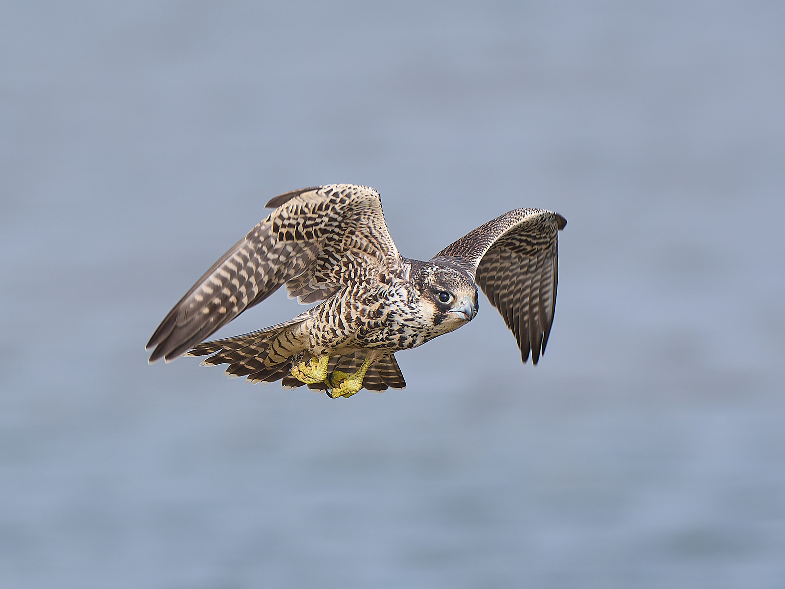  - Peregrine Falcon