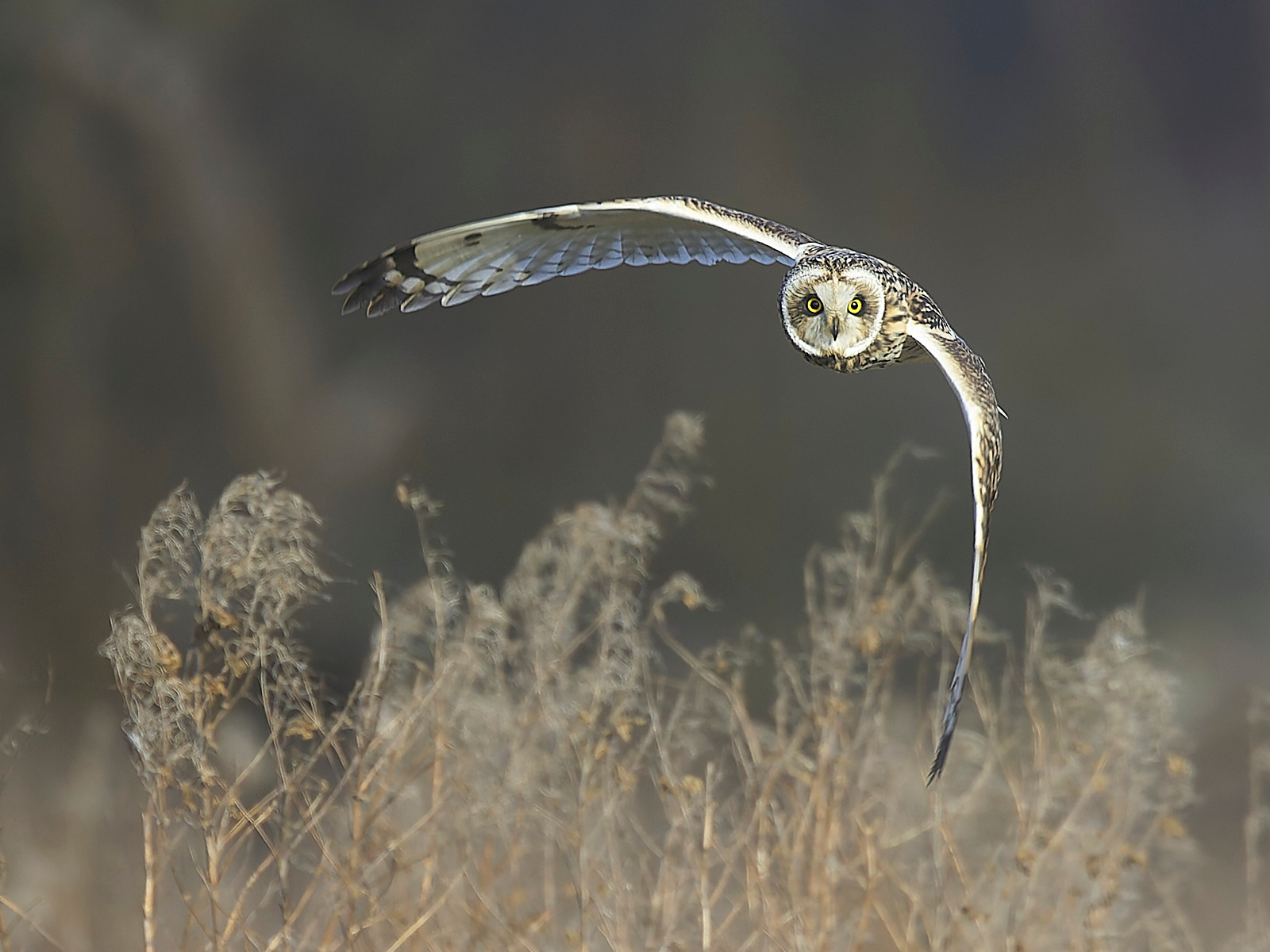  - Short-eared Owl