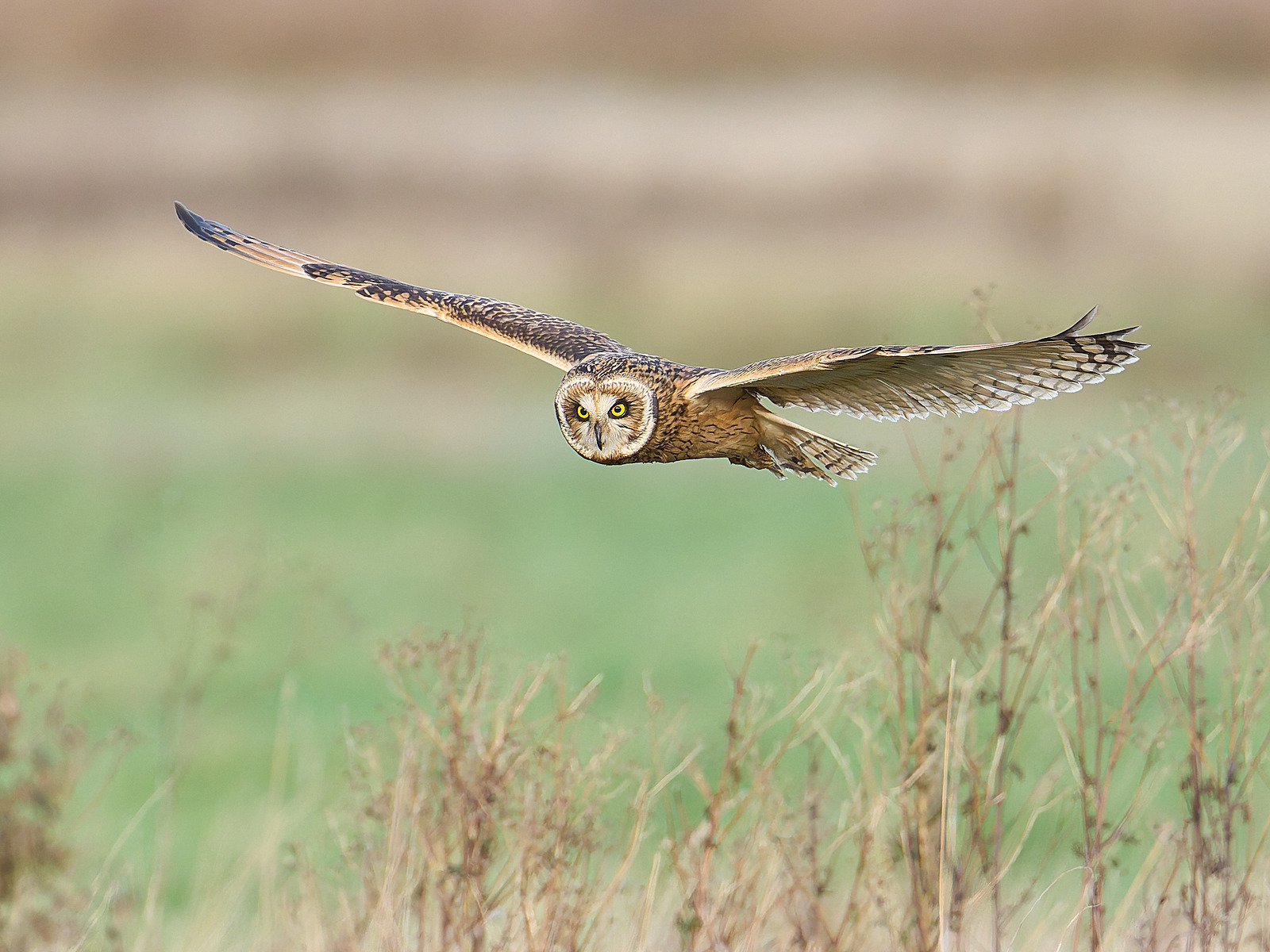  - Short-eared Owl