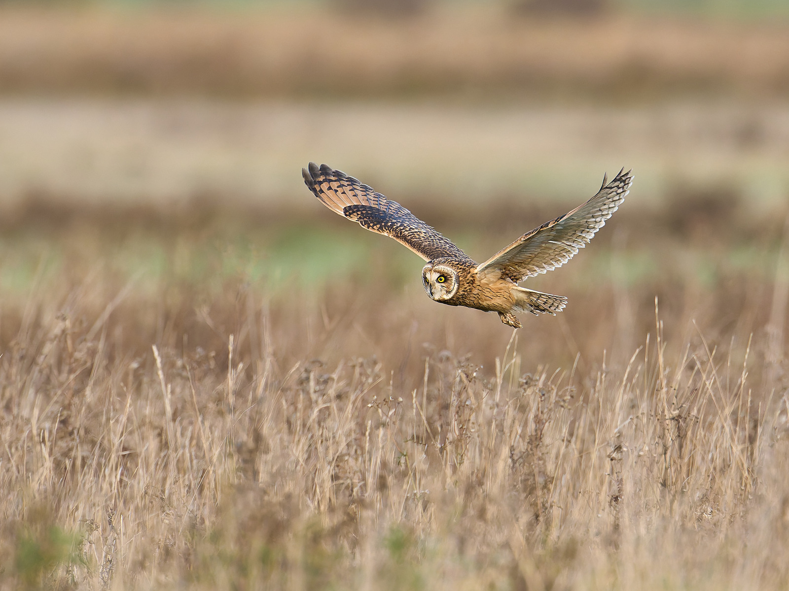  - Birds in Environment