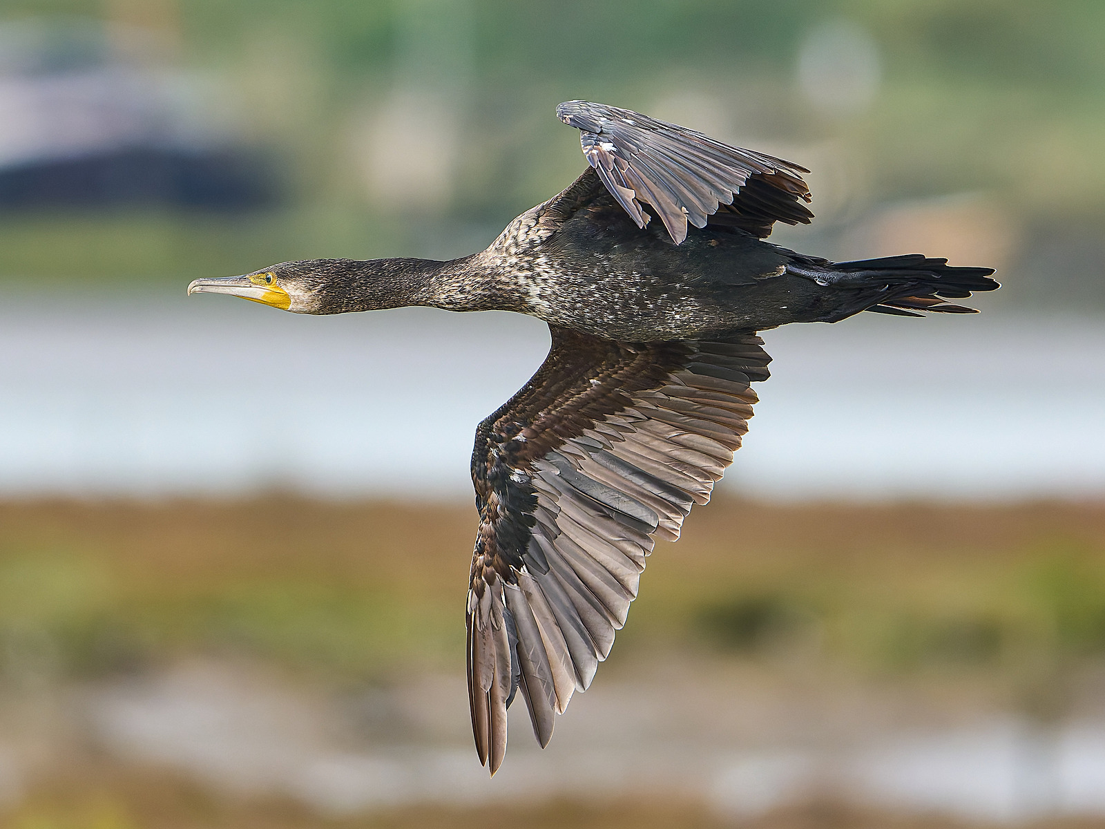  - Cormorant