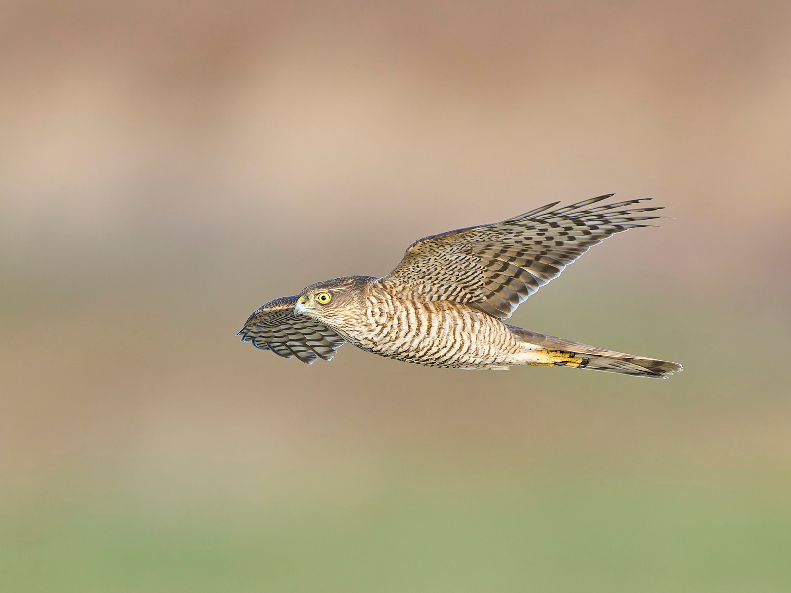  - Sparrowhawk