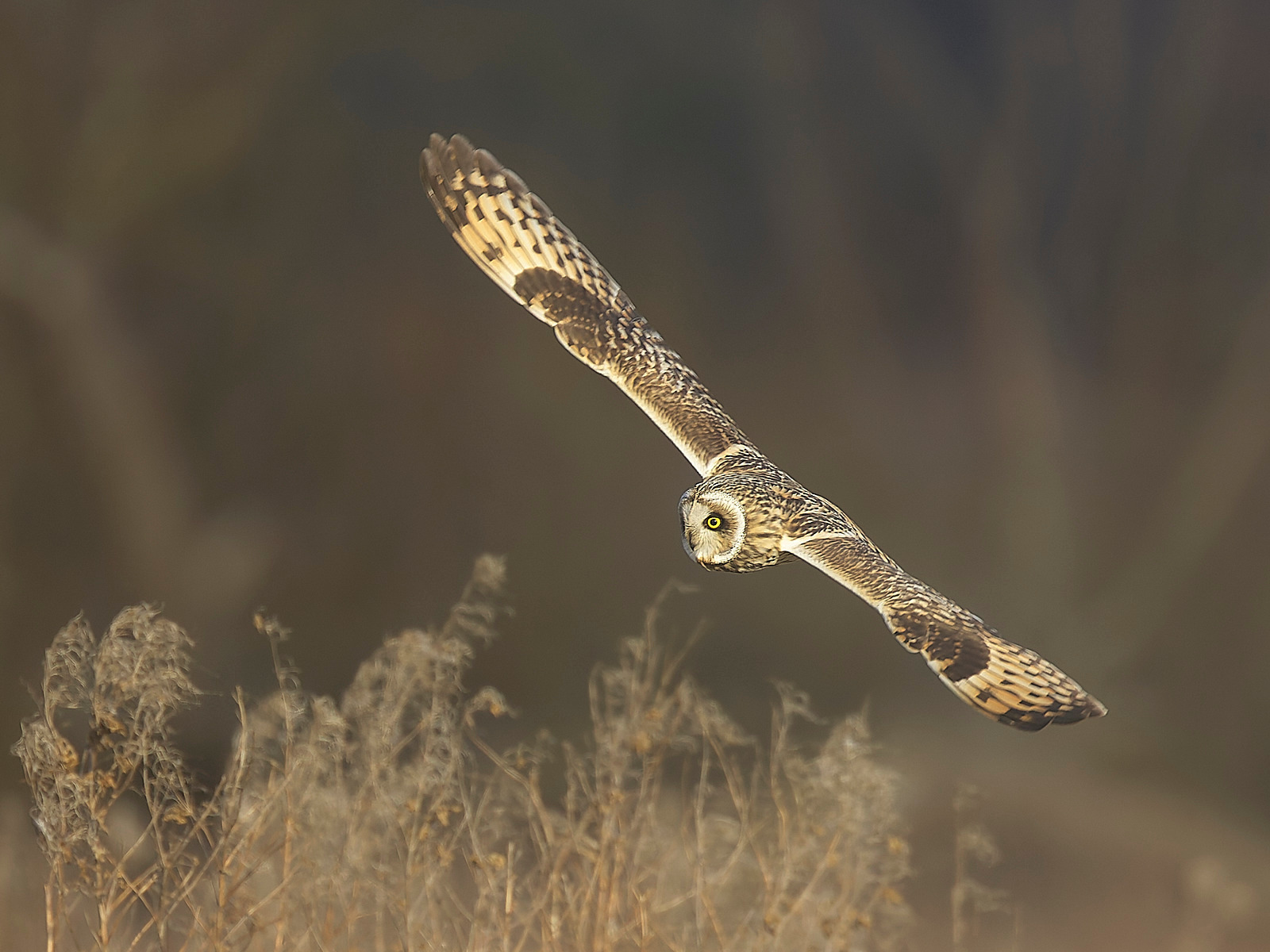  - Short-eared Owl