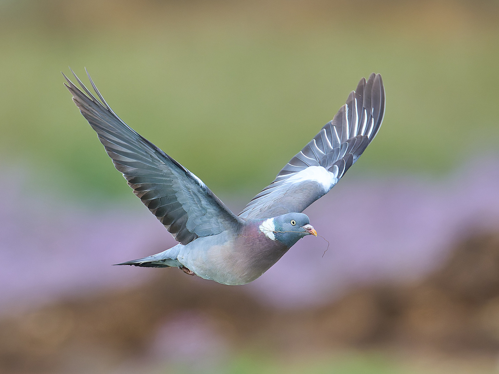  - Wood Pigeon