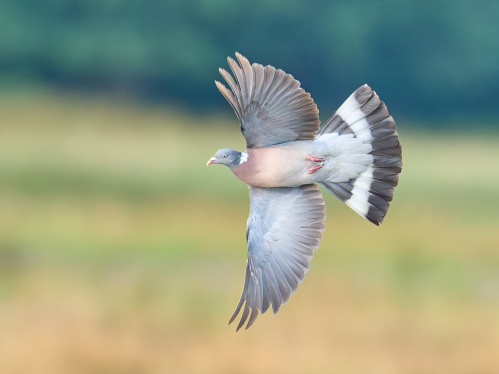  - Wood Pigeon