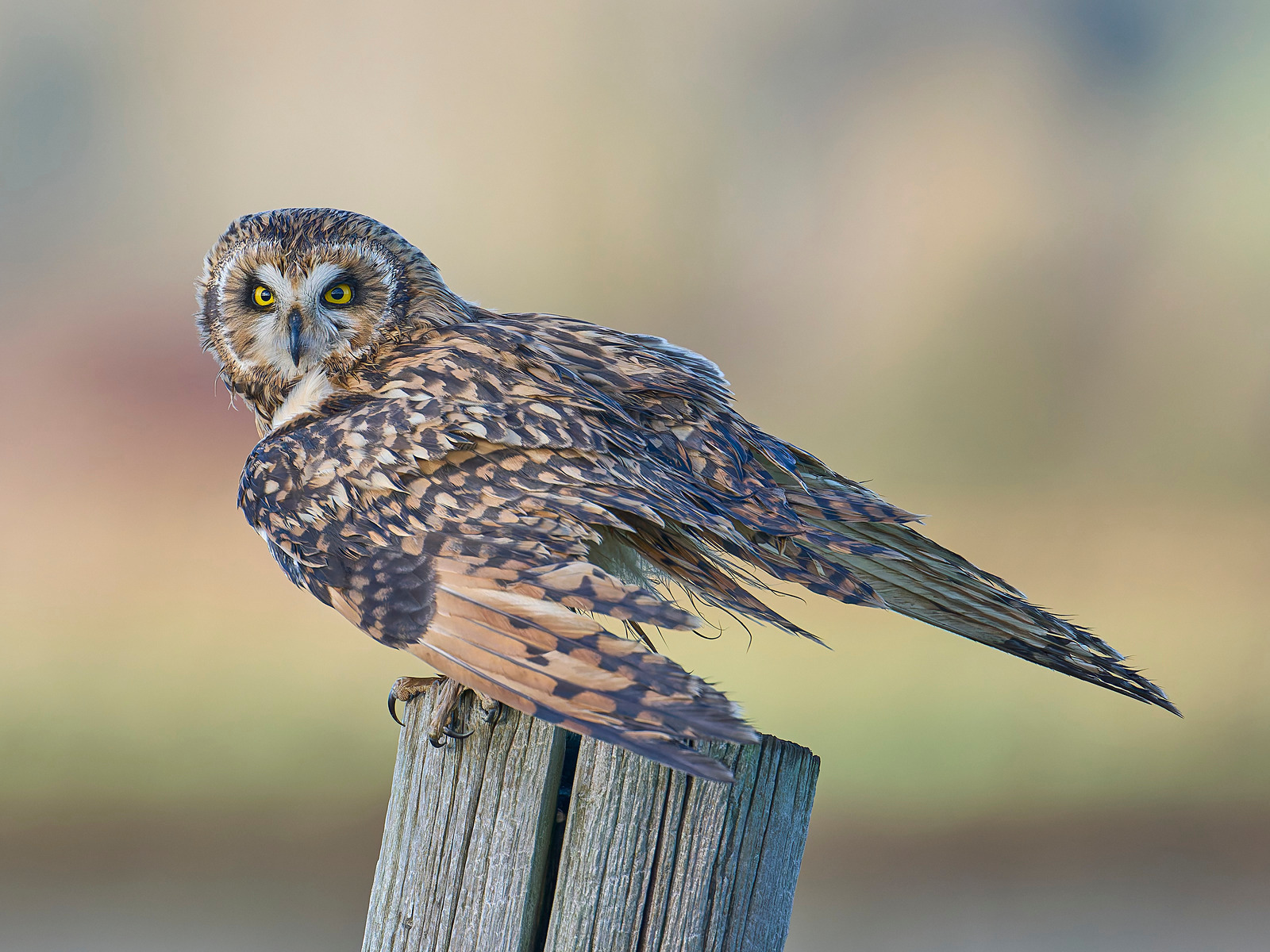  - Short-eared Owl