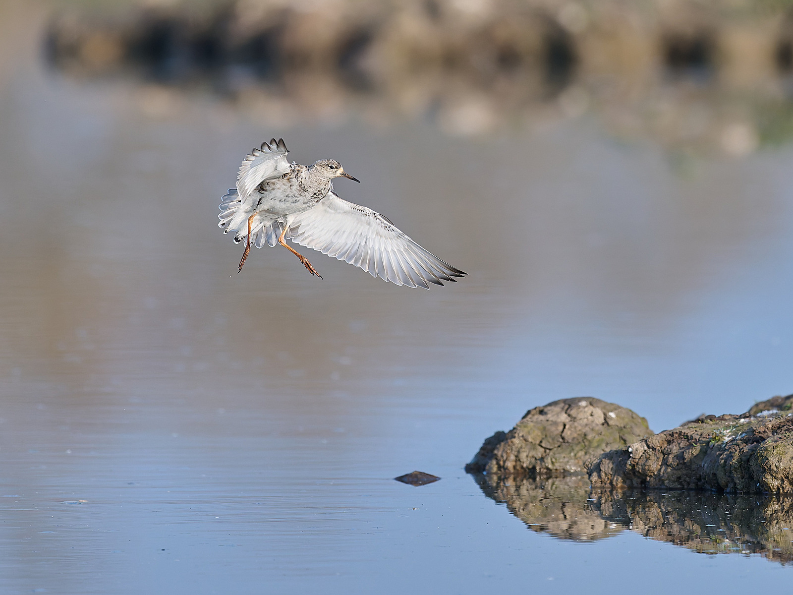  - Birds in Environment