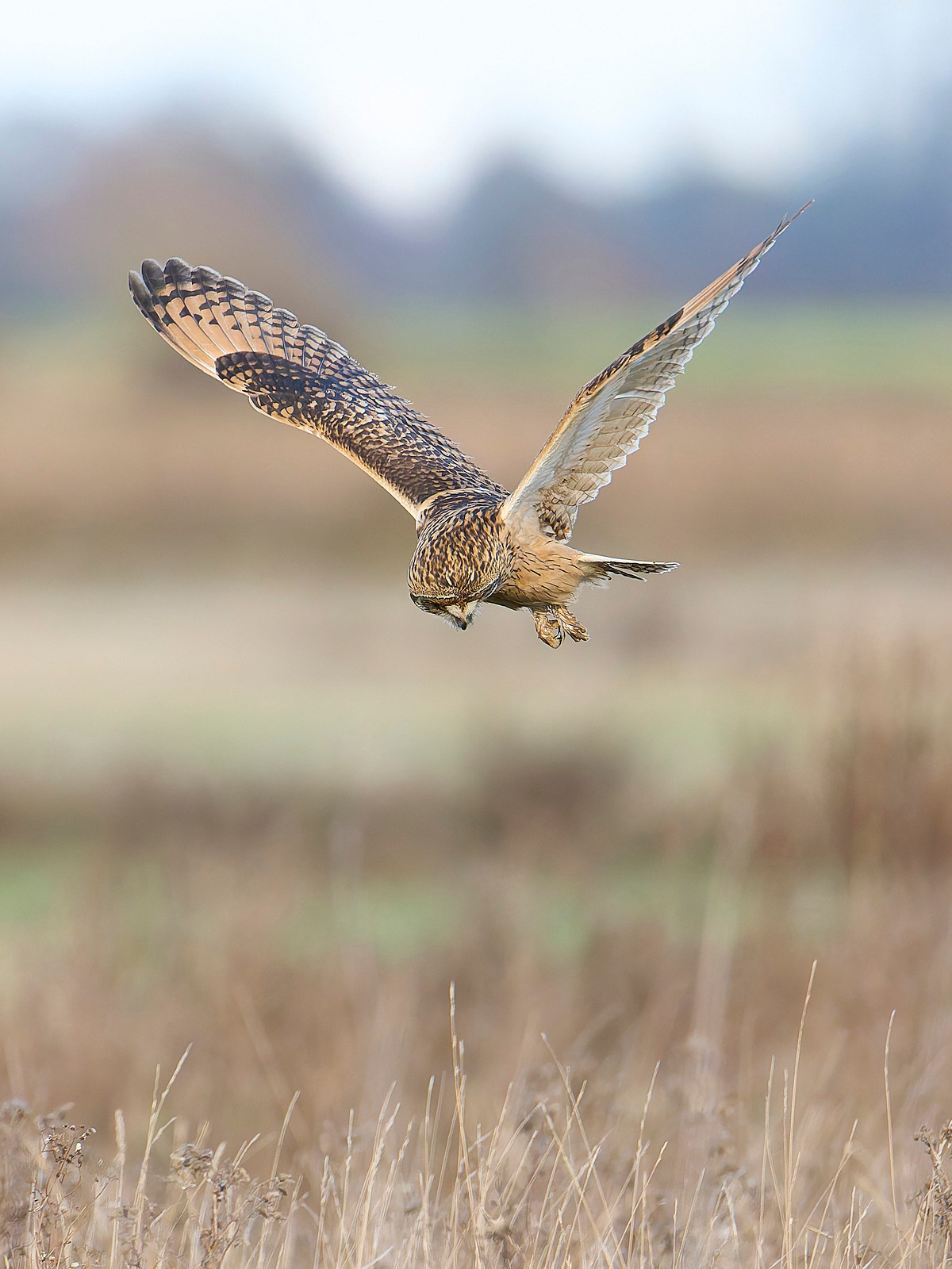  - Short-eared Owl