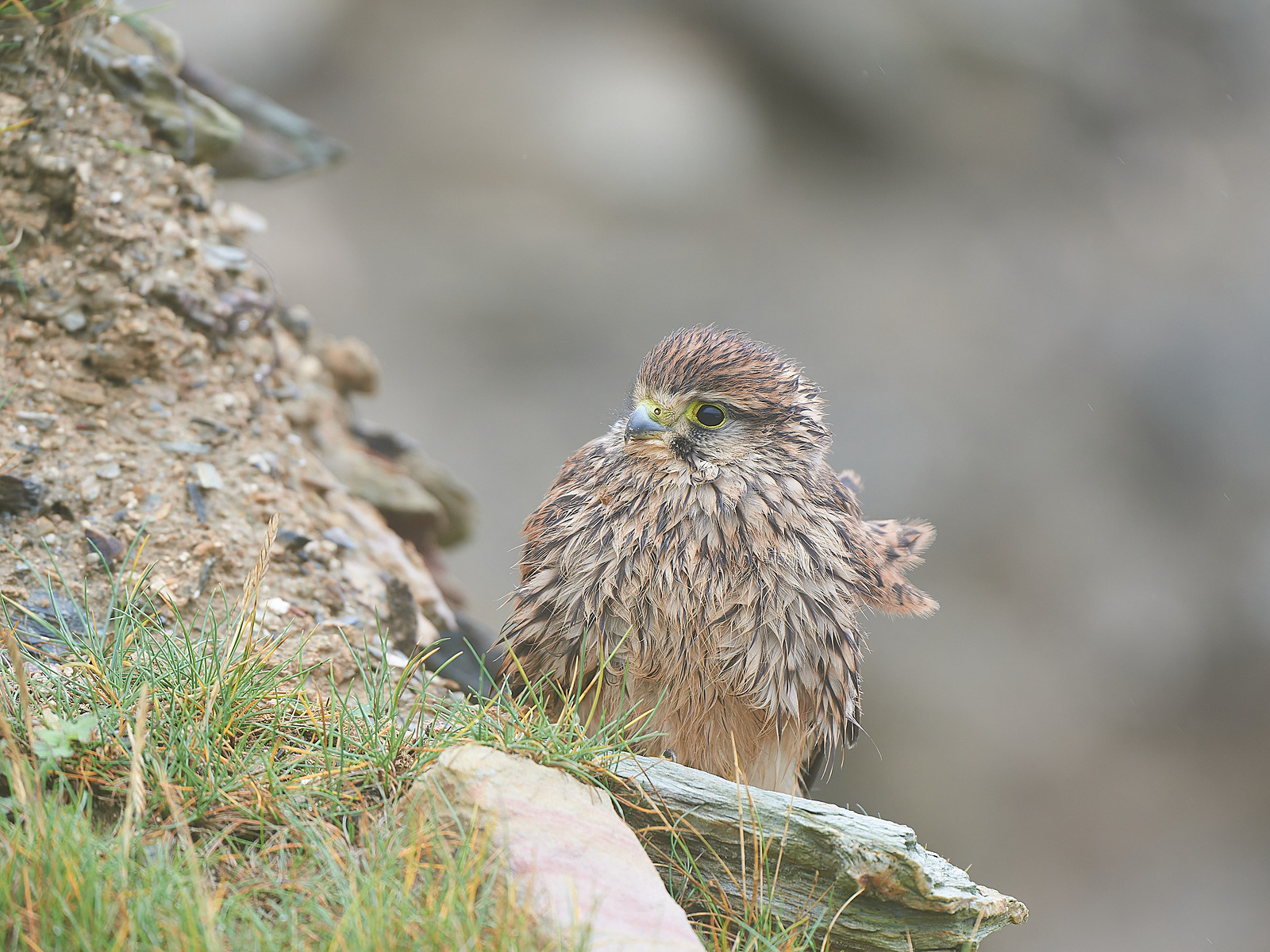  - Birds in Environment