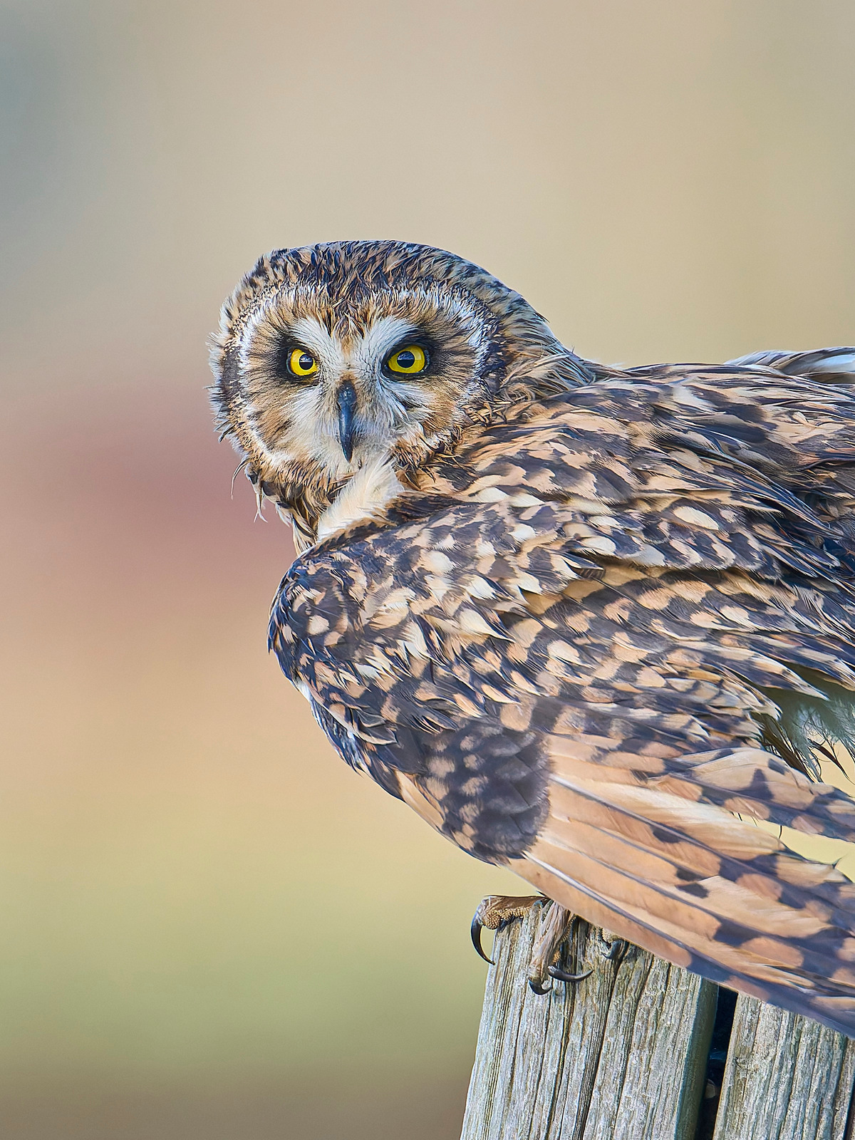  - Short-eared Owl