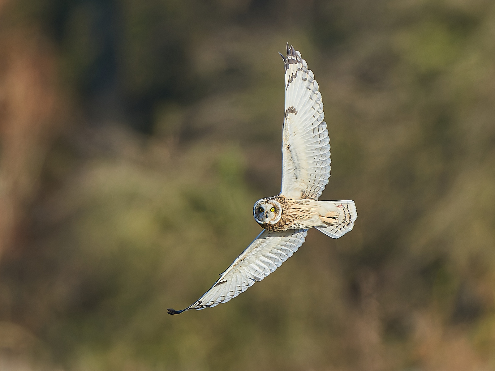  - Short-eared Owl