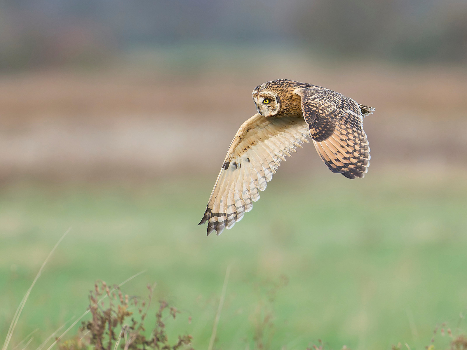  - Short-eared Owl