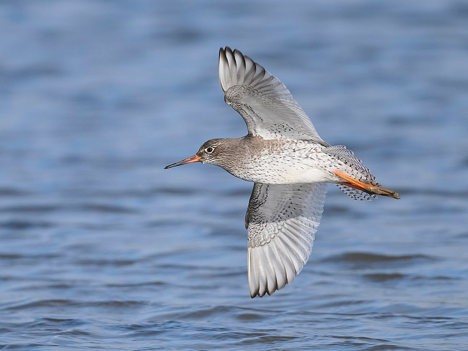  - Redshank