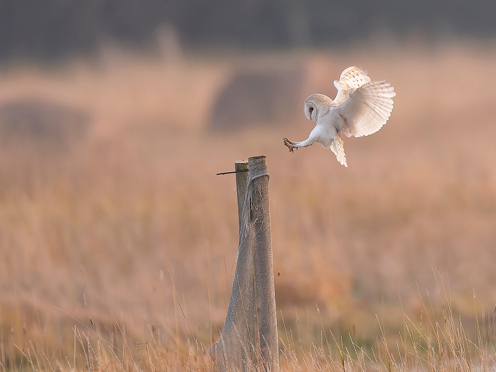  - Barn Owl