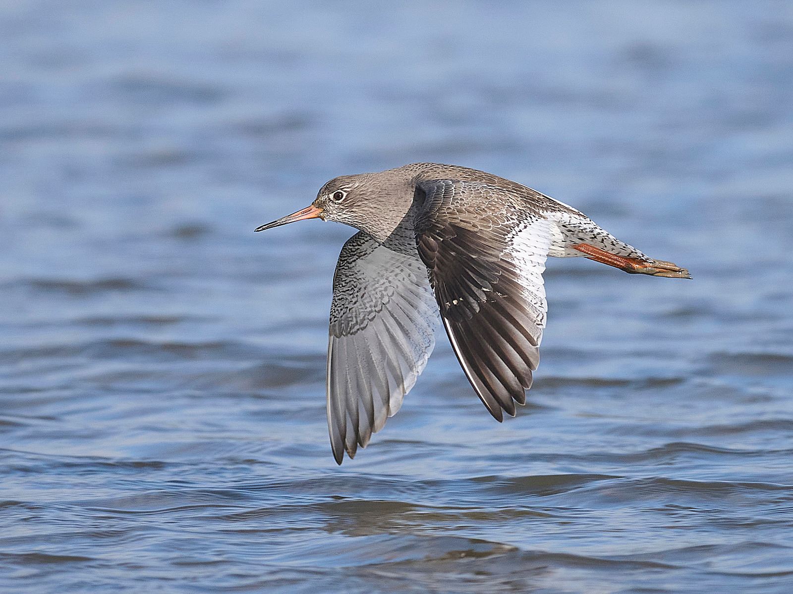  - Redshank