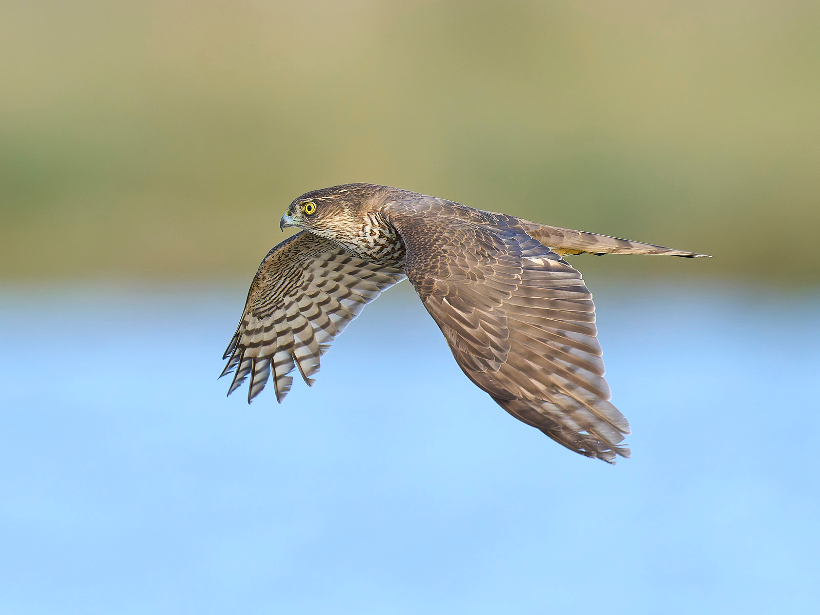  - Sparrowhawk