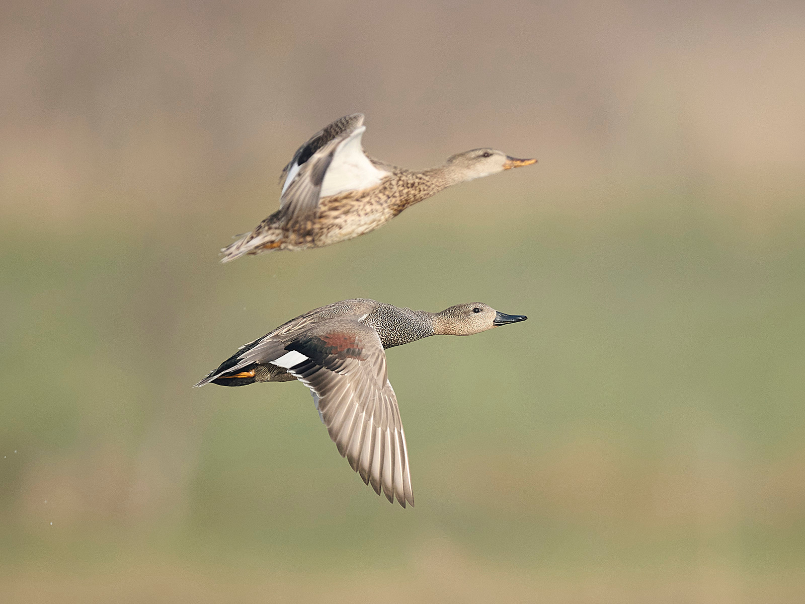  - Gadwall