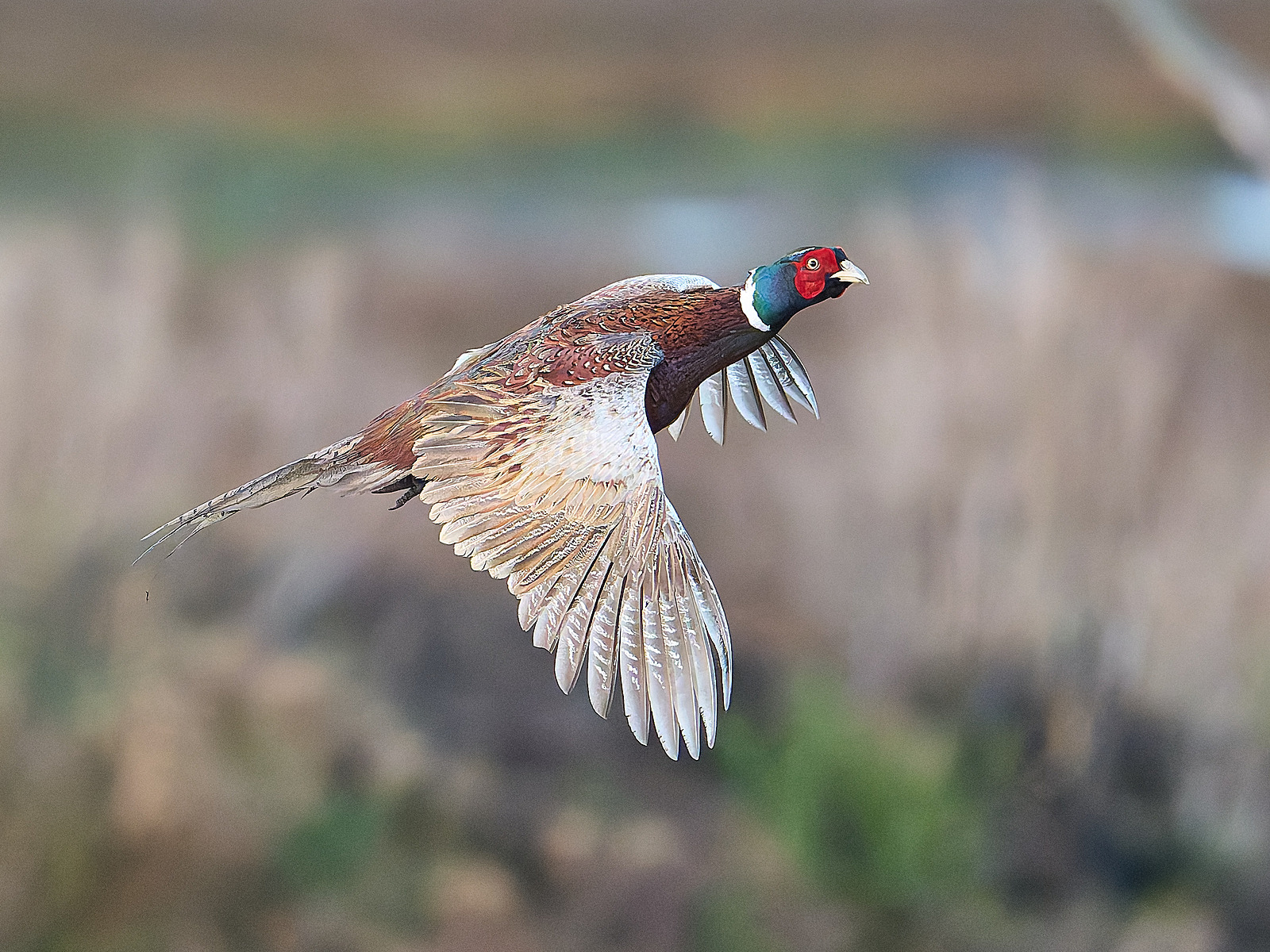  - Pheasant