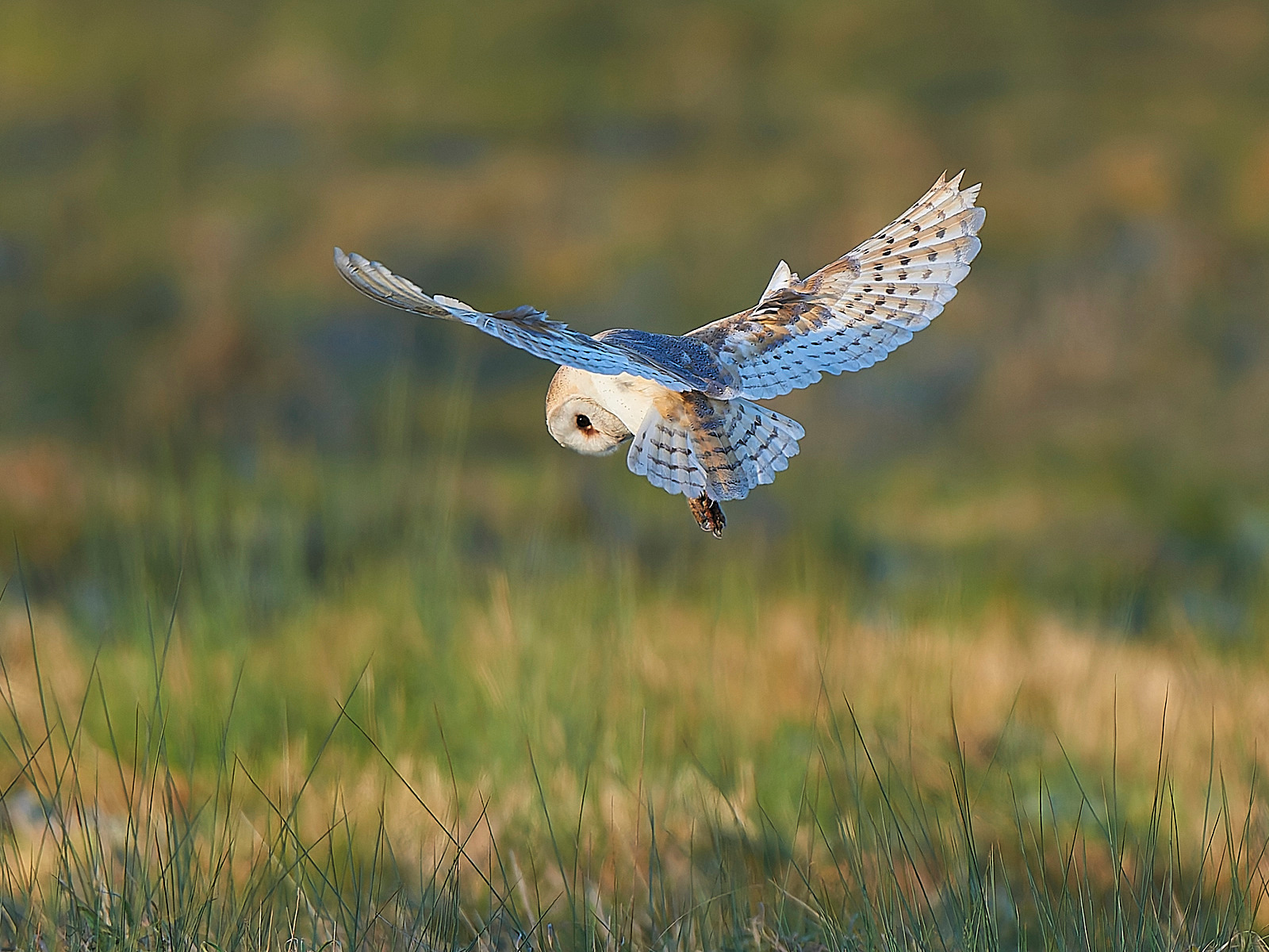  - Barn Owl