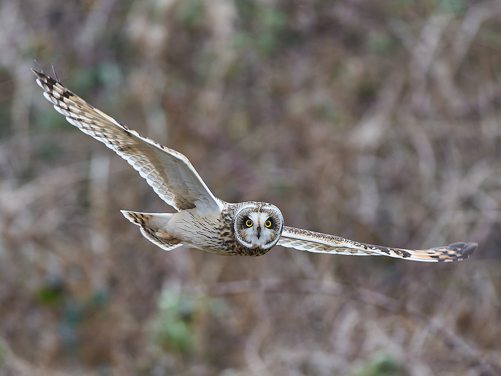  - Short-eared Owl