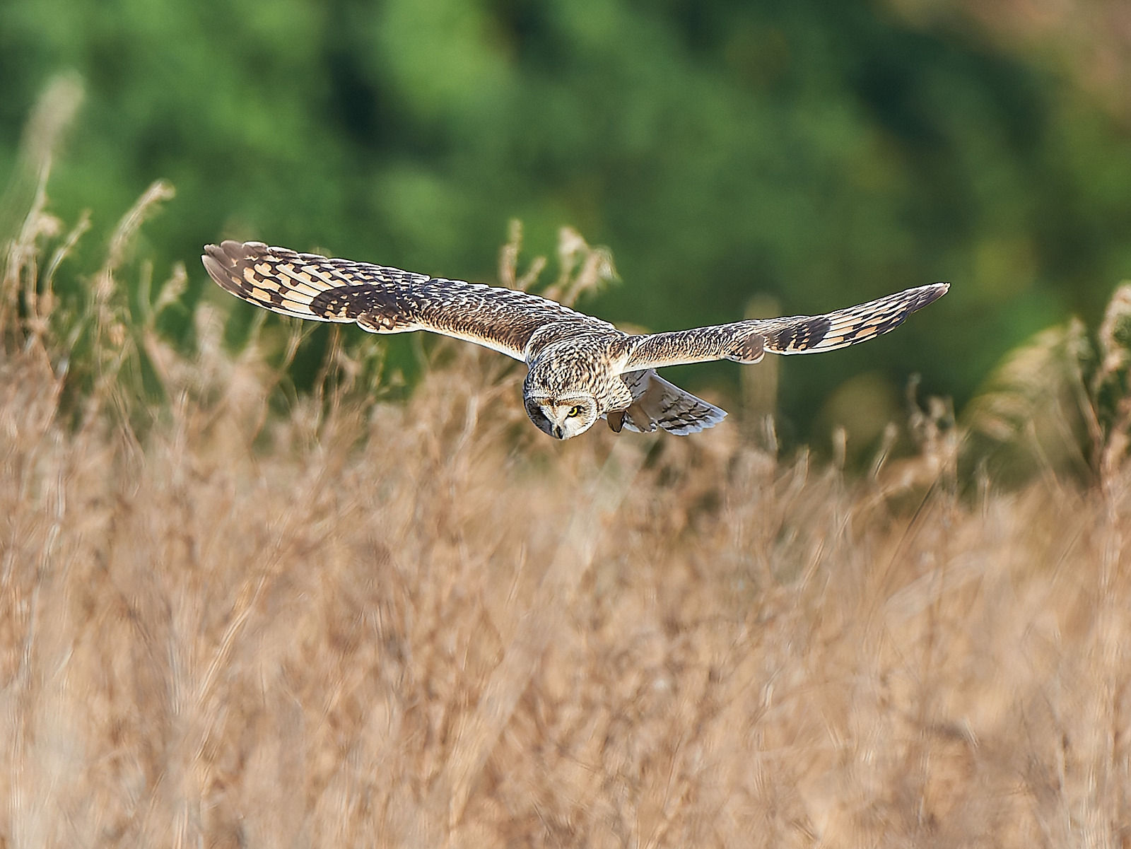  - Short-eared Owl