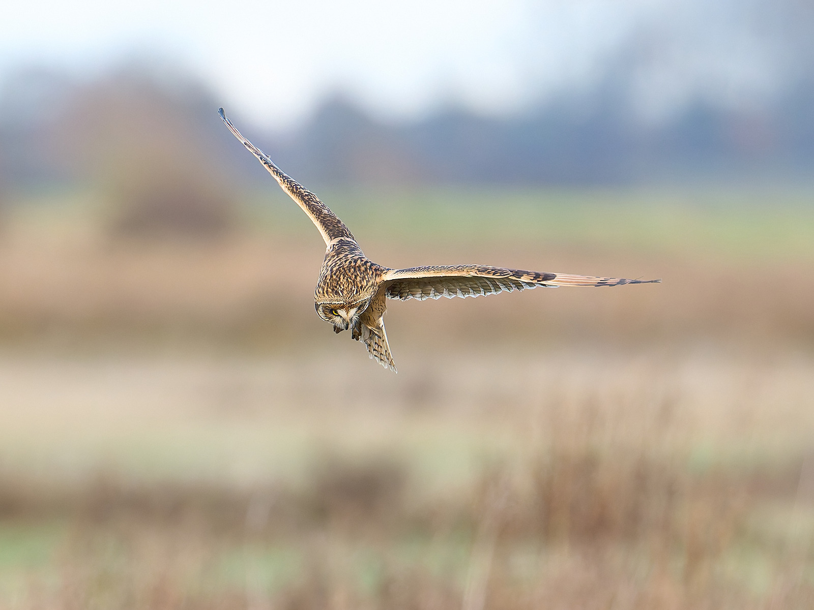  - Short-eared Owl