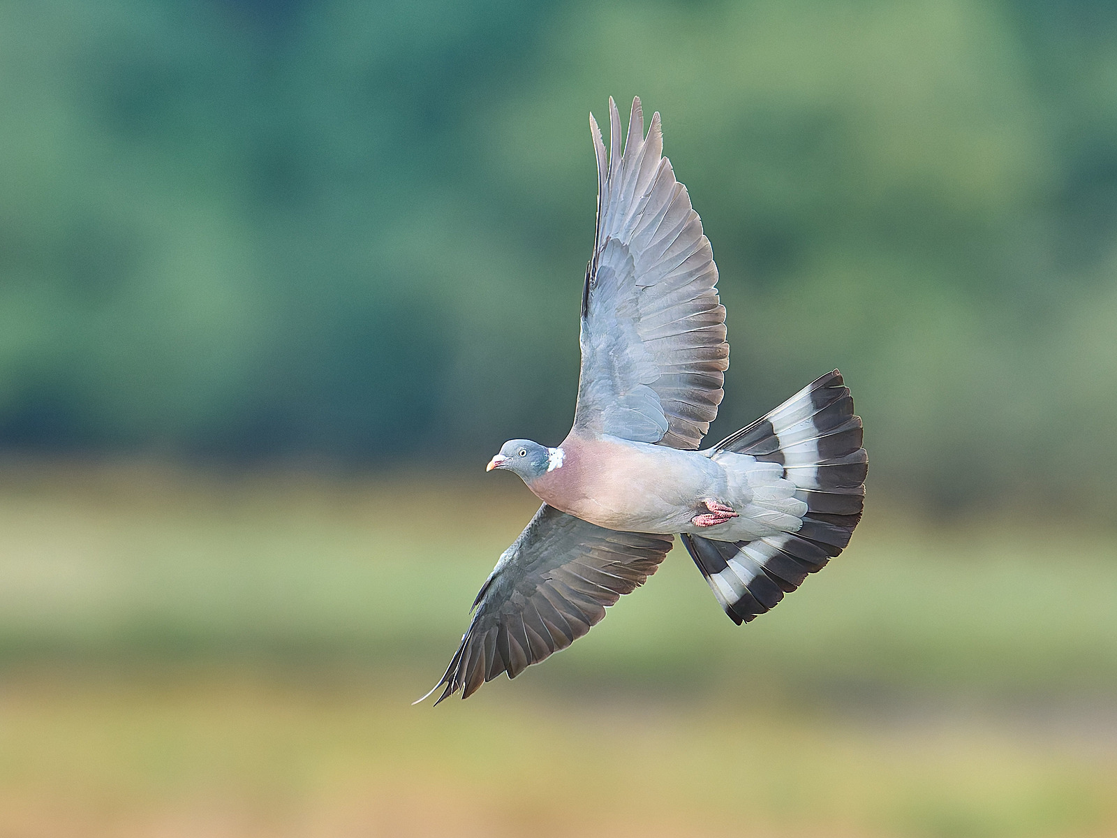  - Wood Pigeon