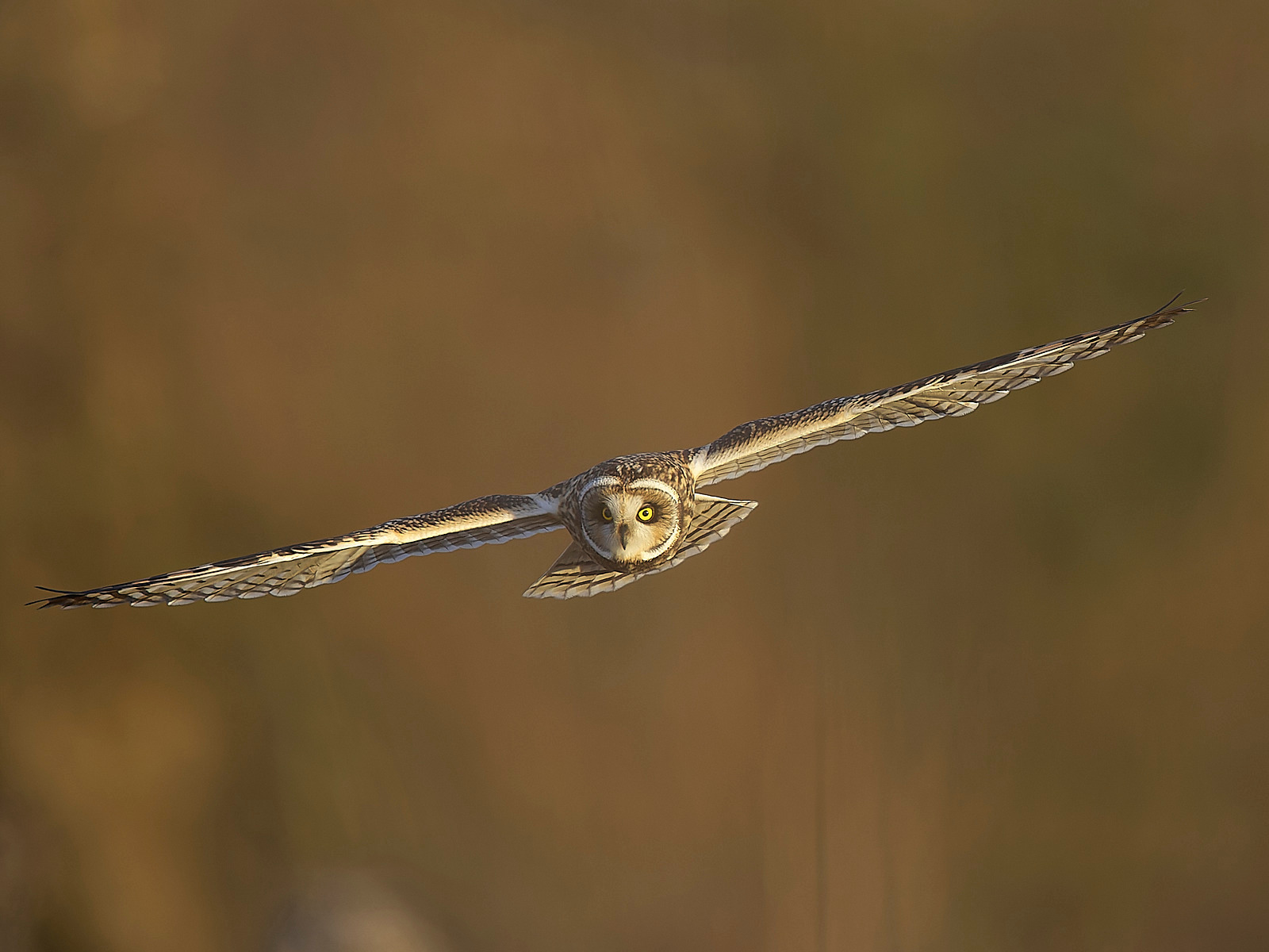  - Short-eared Owl