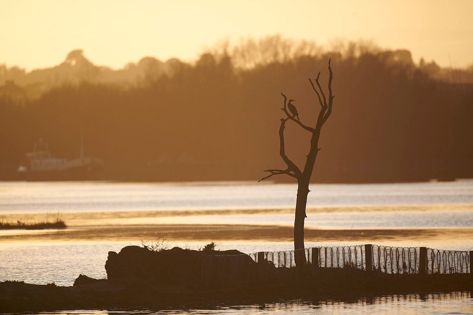 - Birds in Environment