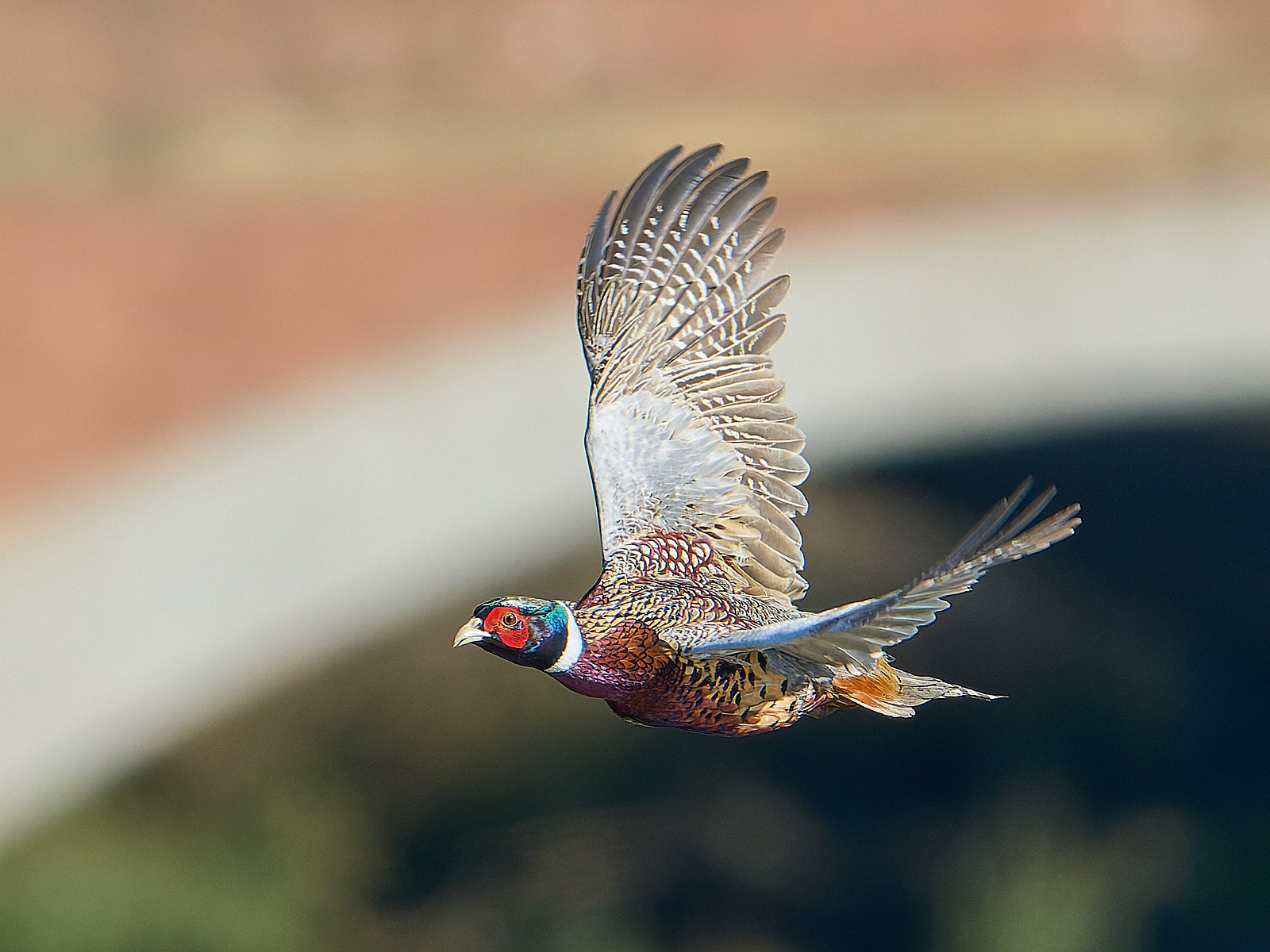  - Pheasant