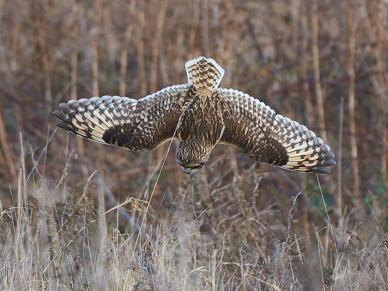  - Short-eared Owl