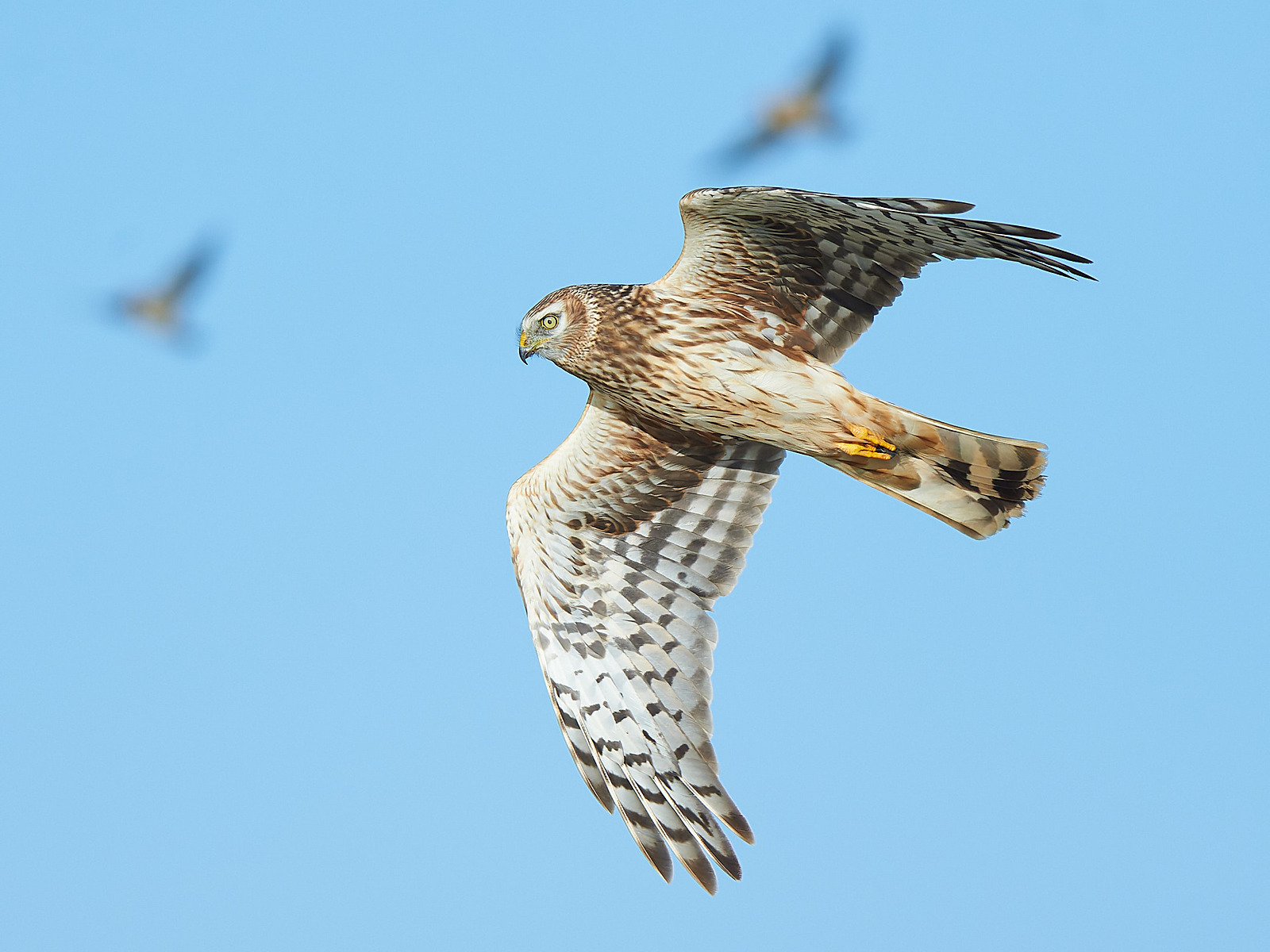  - Hen Harrier