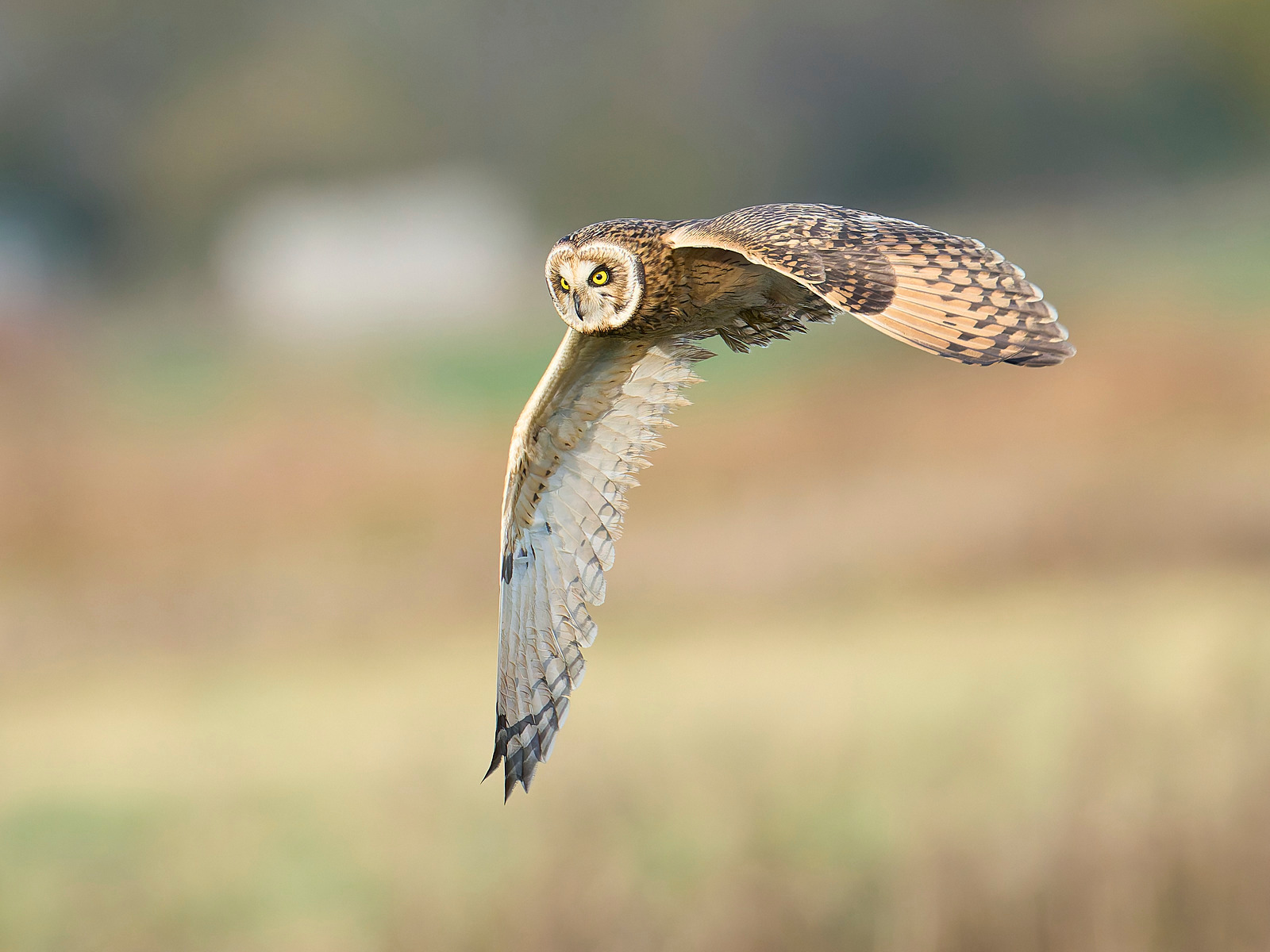  - Short-eared Owl
