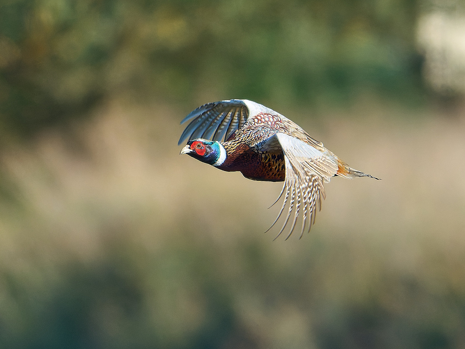  - Pheasant